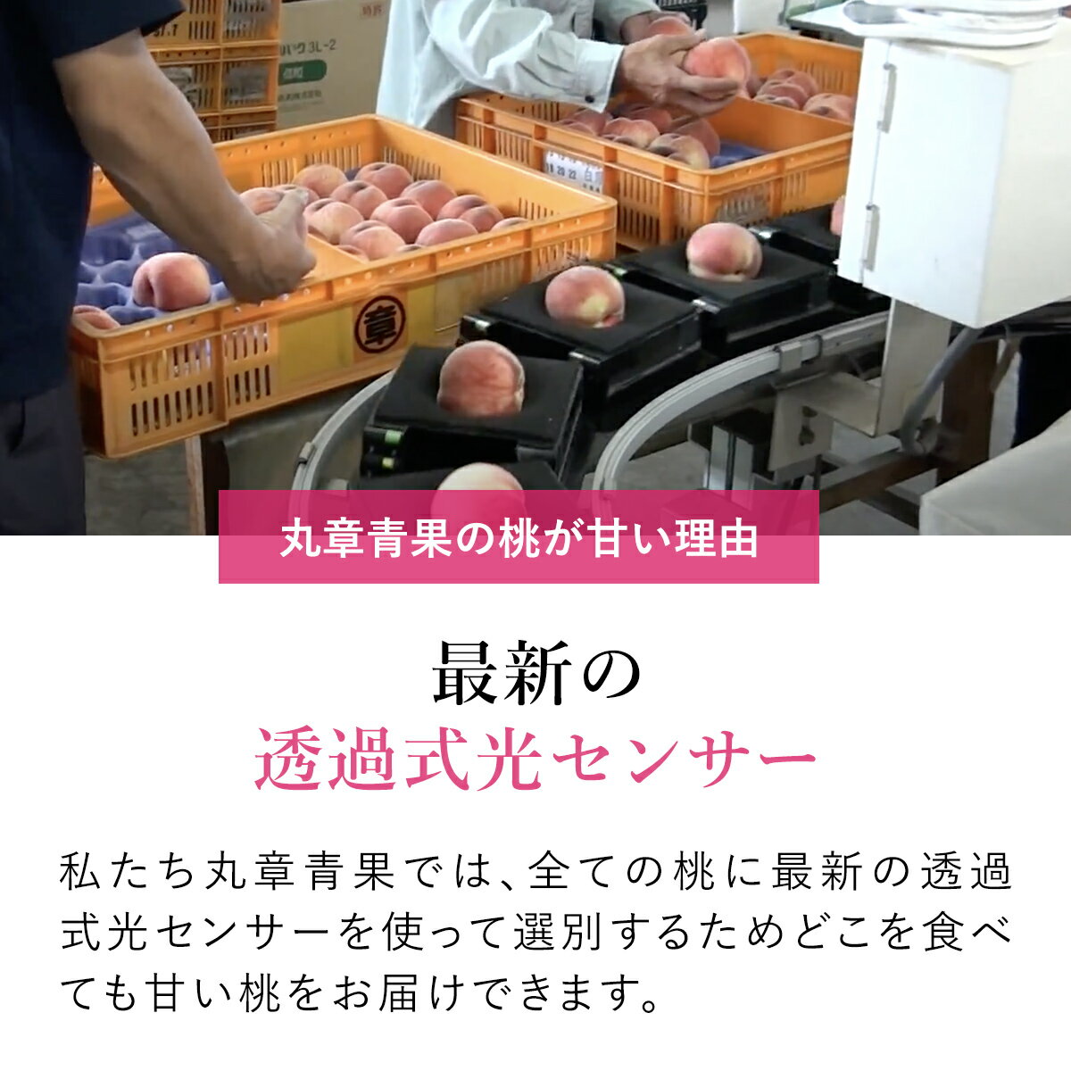 【ふるさと納税】【2026年発送★先行予約】笛吹市産 こだわりの 桃 約1.5kg 〜 約5.0kg 〈選べる内容量〉沖縄・離島配送不可 期間限定 もも ピーチ 人気 贈答 ギフト 中元 お盆 帰省 果物 フルーツ 山梨県 リピート 高評価 芳醇 選別 送料無料 090-010 サムネイル2