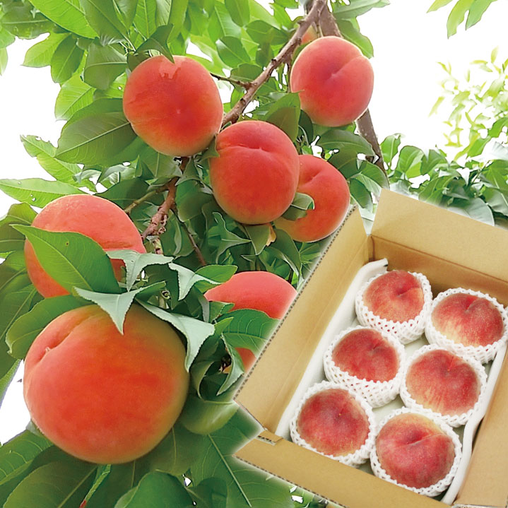 【ふるさと納税】＜25年発送先行予約＞【2026年発送★先行予約】 山梨の桃 約1.8kg ふるさと納税 人気 おすすめ ランキング もも 桃 笛吹市 国産 期間限定 果物 フルーツ 旬 山梨県 送料無料 127-016 サムネイル3