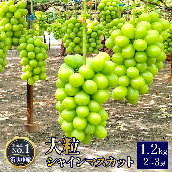 ＜2025年発送＞【2026年発送★先行予約】高級ぶどうシャインマスカット1.2kg（2~3房入り） ふるさと納税 シャインマスカット 大粒 笛吹市 国産 人気 期間限定 ぶどう ブドウ 葡萄 贈り物 ギフト プレゼント 旬 果物 フルーツ 山梨県 送料無料 103-001