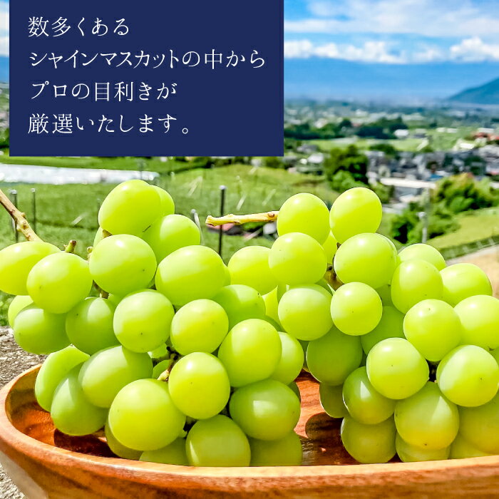 ＜2025年発送＞【2026年発送★先行予約】【ふるさと納税】高級ぶどうシャインマスカット1.2kg（2~3房入り） ふるさと納税 シャインマスカット 大粒 笛吹市 国産 人気 期間限定 ぶどう ブドウ 葡萄 贈り物 ギフト プレゼント 旬 果物 フルーツ 山梨県 送料無料 103-001 サムネイル3