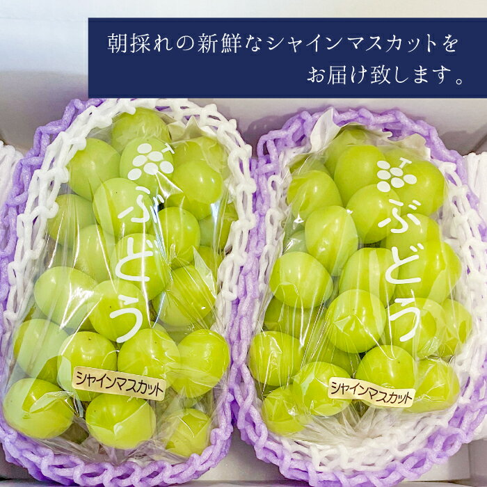 ＜2025年発送＞【2026年発送★先行予約】【ふるさと納税】高級ぶどうシャインマスカット1.2kg（2~3房入り） ふるさと納税 シャインマスカット 大粒 笛吹市 国産 人気 期間限定 ぶどう ブドウ 葡萄 贈り物 ギフト プレゼント 旬 果物 フルーツ 山梨県 送料無料 103-001 - 画像3