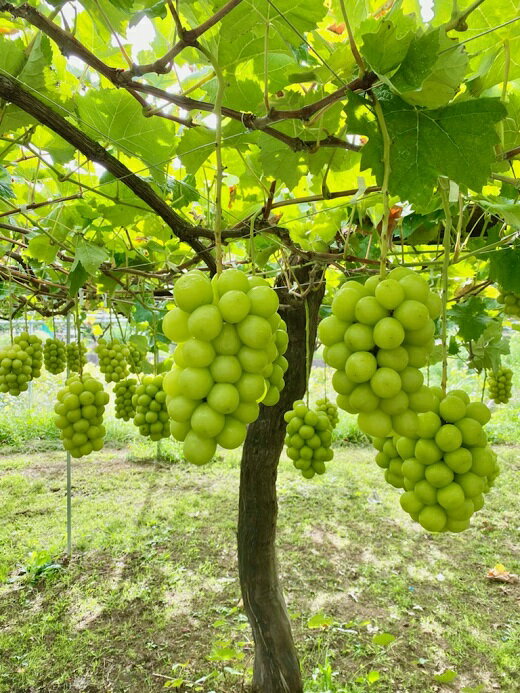 【ふるさと納税】【2026年発送★先行予約】シャインマスカット　1房600g以上　クール便対応★ ふるさと納税 人気 おすすめ ランキング シャインマスカット 国産 人気 期間限定 ぶどう ブドウ 葡萄 旬 果物 フルーツ 山梨県 笛吹市 送料無料 136-007 サムネイル2