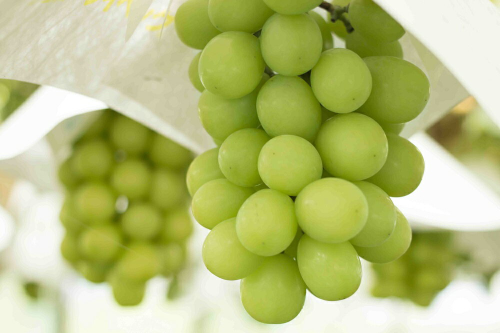 【ふるさと納税】【2026年発送★先行予約】シャインマスカット（約1.2kg 2房） ふるさと納税 シャインマスカット 大粒 笛吹市 国産 人気 期間限定 ぶどう ブドウ 葡萄 旬 果物 フルーツ 山梨県 送料無料 010-008 サムネイル3