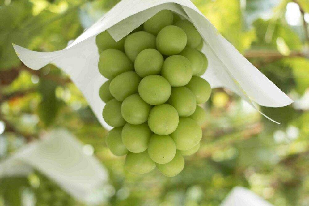 【ふるさと納税】【2026年発送★先行予約】シャインマスカット　3〜5房2.0kg以上　クール便対応 ふるさと納税 人気 おすすめ ランキング シャインマスカット 国産 人気 期間限定 ぶどう ブドウ 葡萄 旬 果物 フルーツ 山梨県 笛吹市 送料無料 136-008 - 画像2