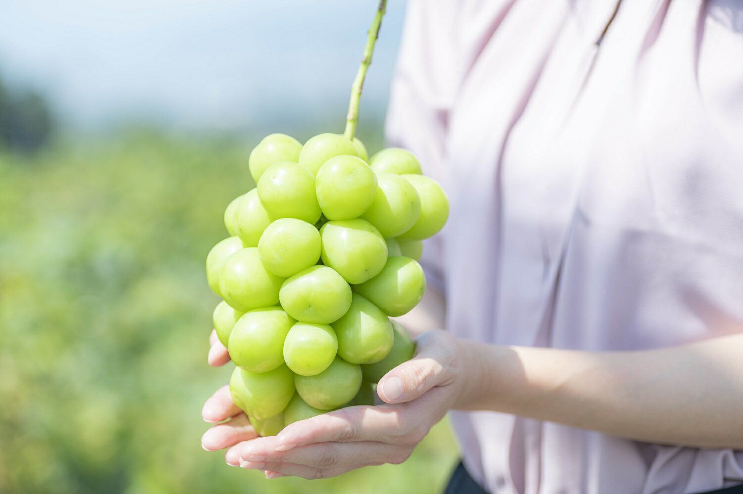 【ふるさと納税】【2026年発送★先行予約】笛吹市産シャインマスカット1キロ以上（2房） ふるさと納税 シャインマスカット 大粒 笛吹市 国産 人気 期間限定 ぶどう ブドウ 葡萄 贈り物 ギフト プレゼント 旬 果物 フルーツ 山梨県 送料無料 113-003 - 画像3