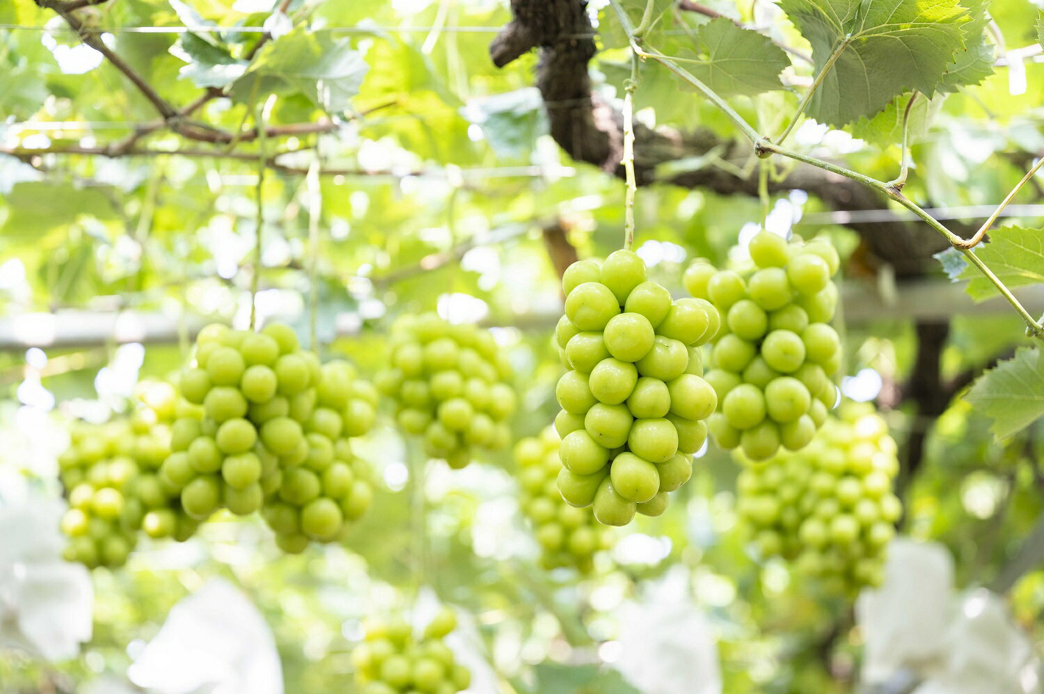 【ふるさと納税】【2026年発送★先行予約】厳選シャインマスカット 1.5kg以上 2～4房 笛吹市 国産 人気 期間限定 ぶどう ブドウ 葡萄 旬 果物 フルーツ 山梨県 送料無料 111-014 - 画像3