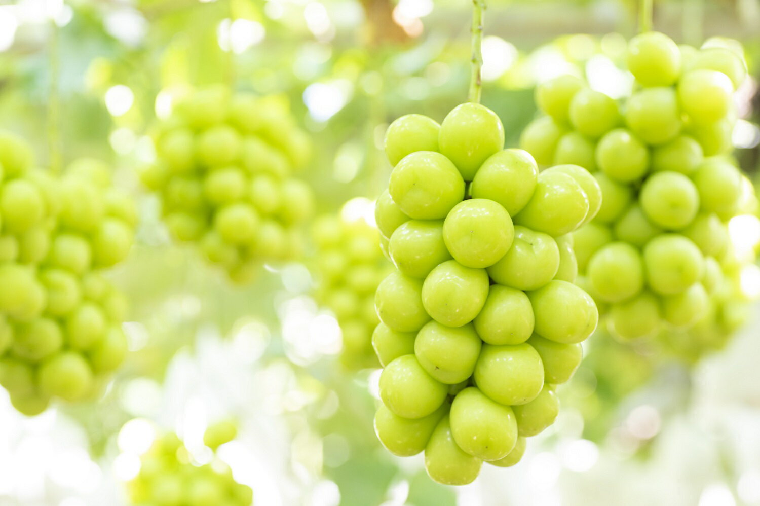 【ふるさと納税】【2026年発送★先行予約】☆絶品☆ シャインマスカット 5-10房約5.0kg ふるさと納税 おすすめ ランキング シャインマスカット 笛吹市 国産 人気 期間限定 ぶどう 葡萄 果物 甘い デザート おやつ 山梨県 送料無料 090-006 - 画像3