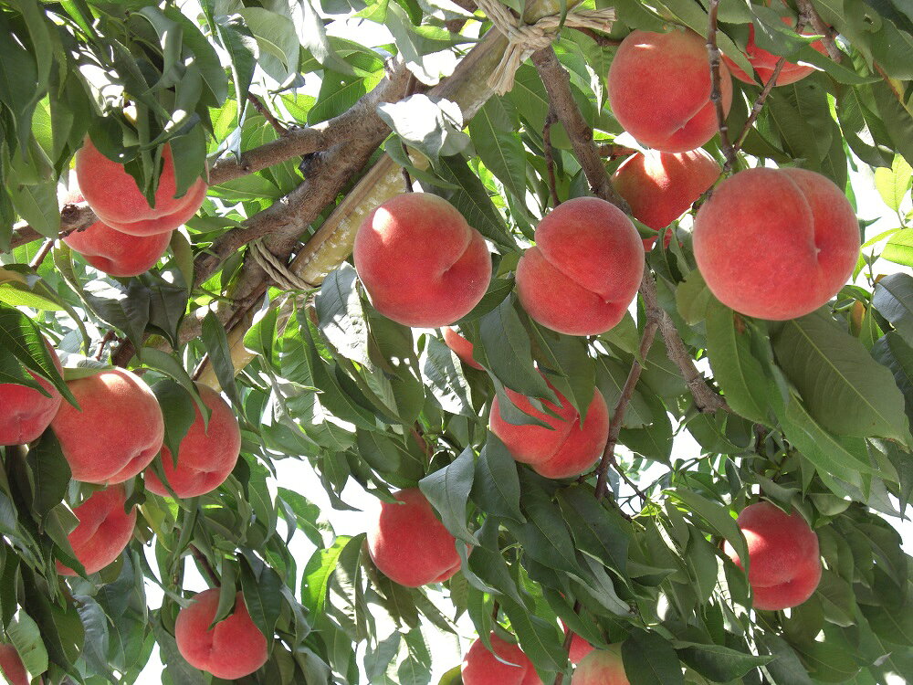 【ふるさと納税】【2026年発送★先行予約】山梨県産桃　約3.0kg　クール便対応★ ふるさと納税 おすすめ ランキング もも 桃 笛吹市 国産 人気 期間限定 果物 フルーツ 旬 山梨県 送料無料 136-010 サムネイル2