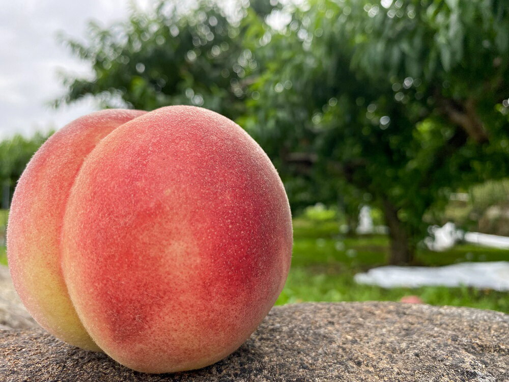 【ふるさと納税】【2026年発送★先行予約】【訳あり】笛吹市一宮町の朝採り桃 2.0kg (5〜8玉) ふるさと納税 人気 おすすめ ランキング もも 桃 笛吹市 訳あり 国産 人気 期間限定 果物 フルーツ 旬 山梨県 送料無料 122-012-26y ※冷蔵配送 ※関東地域以外は発送不可 サムネイル2