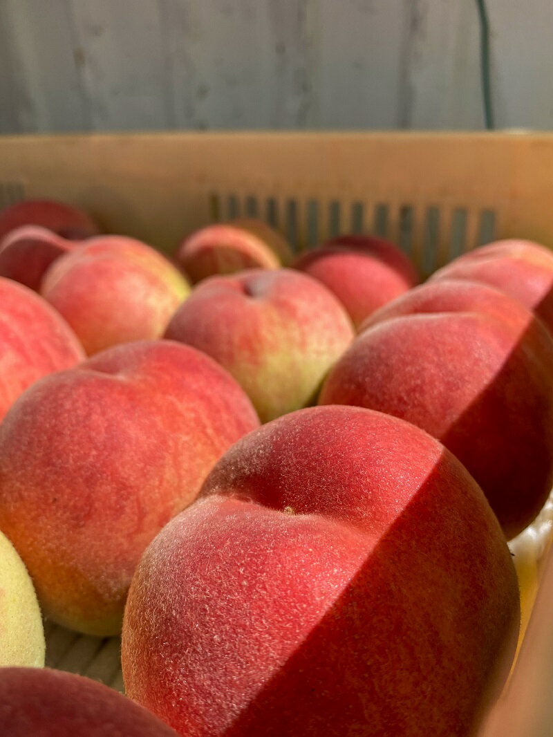 【ふるさと納税】【2026年発送★先行予約】【訳あり】笛吹市一宮町の朝採り桃 2.0kg (5〜8玉) ふるさと納税 人気 おすすめ ランキング もも 桃 笛吹市 訳あり 国産 人気 期間限定 果物 フルーツ 旬 山梨県 送料無料 122-012-26y ※冷蔵配送 ※関東地域以外は発送不可 サムネイル3