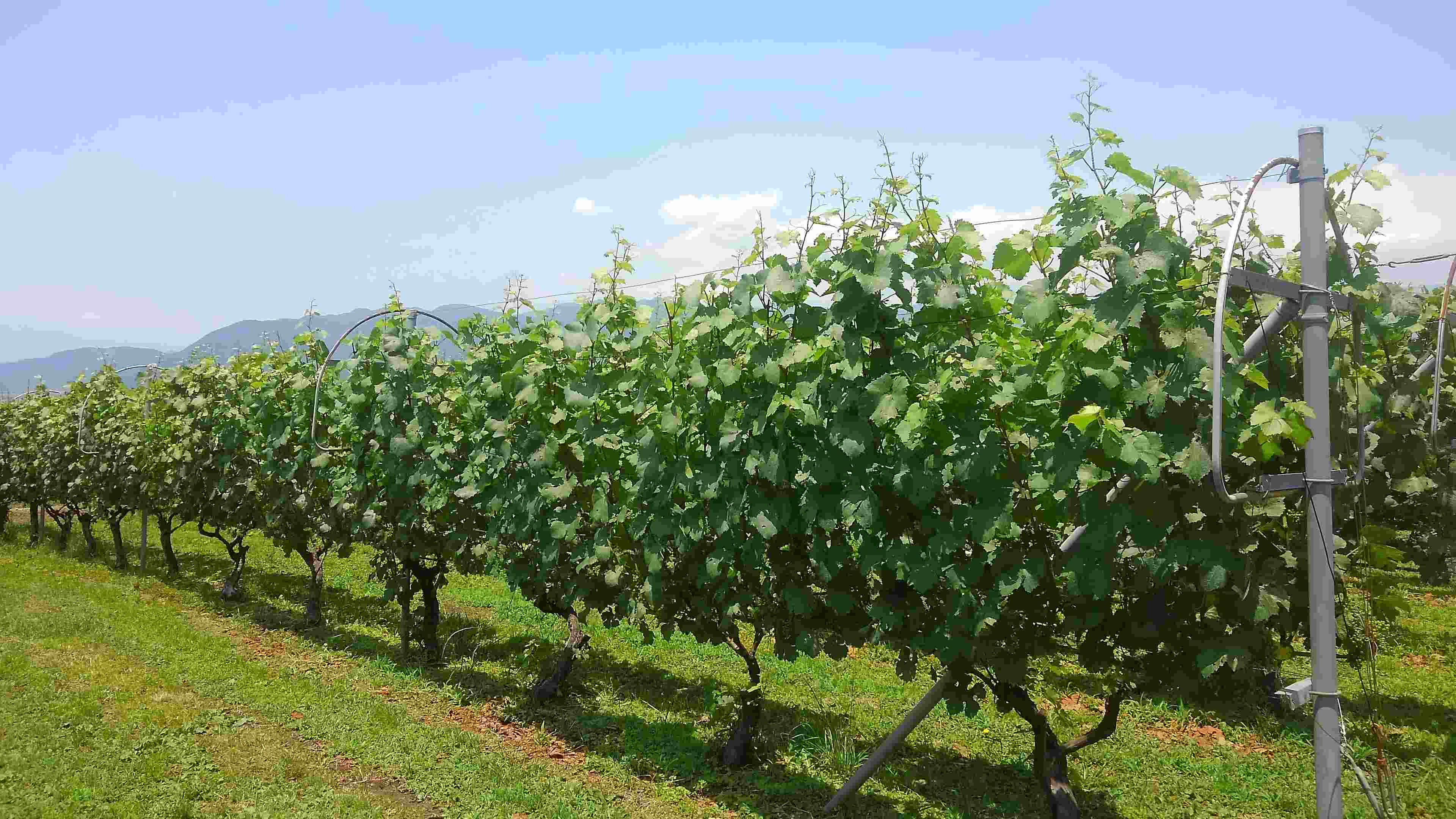 【ふるさと納税】北野呂醸造オリジナルブレンドワイン赤白2本セット ふるさと納税 ワイン 笛吹市 山梨ワイン 酒 アルコール 山梨県 記念品 お祝い 送料無料 146-001 サムネイル3