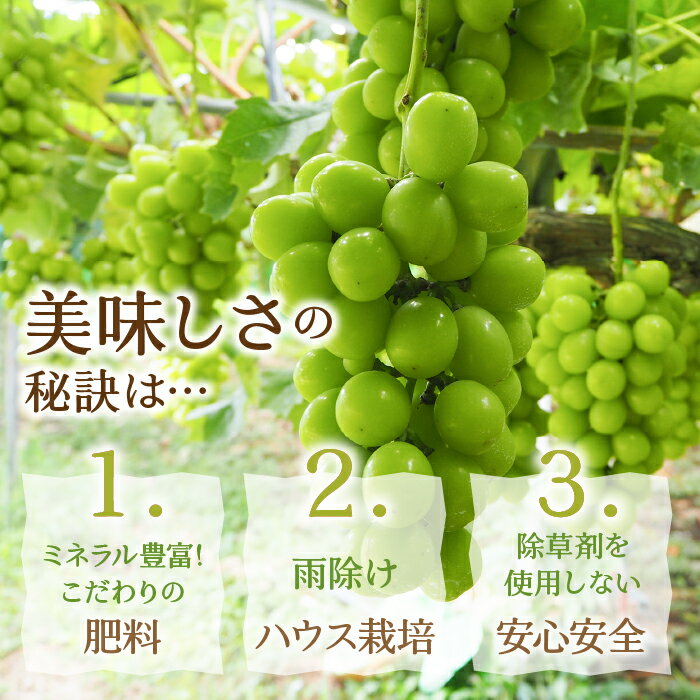 【ふるさと納税】【2026年発送★先行予約】厳選！山梨県笛吹市産 シャインマスカット 約2.0kg（3〜4房） ふるさと納税 人気 おすすめ ランキング シャインマスカット 国産 人気 期間限定 ぶどう ブドウ 葡萄 旬 果物 フルーツ 山梨県 笛吹市 送料無料 156-001 - 画像3