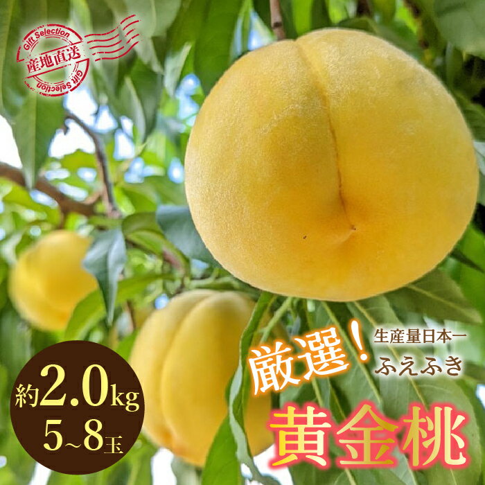 【2026年発送★先行予約】厳選！山梨県笛吹市産 黄金桃 約2kg (5〜8玉) ふるさと納税 笛吹市 国産 人気 期間限定 旬 果物 フルーツ 山梨県 送料無料 156-012