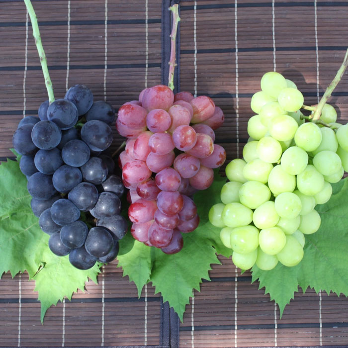 【ふるさと納税】【2026年発送★先行予約】 厳選！シャインマスカット と旬のぶどう3色セット約1.8kg (沖縄・離島配送不可) ランキング 巨峰 ピオーネ 藤稔 クイーンニーナ 人気 おすすめ ギフト 中元 旬 果物 フルーツ 山梨県 笛吹市 送料無料 156-007 サムネイル3