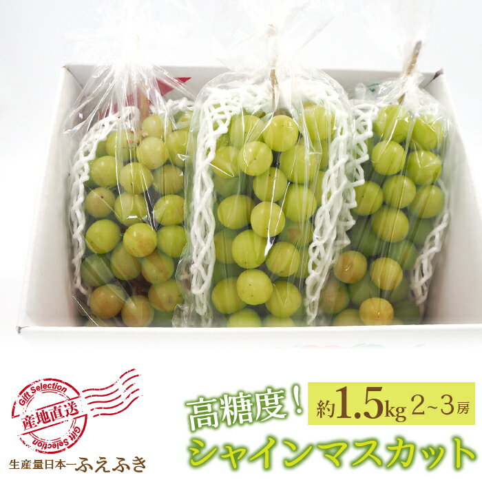 【2026年発送★先行予約】厳選！山梨県笛吹市産 シャインマスカット 約1.5kg(2〜3房) ふるさと納税 人気 おすすめ ランキング シャインマスカット 国産 人気 期間限定 ぶどう ブドウ 葡萄 旬 果物 フルーツ 山梨県 笛吹市 送料無料 156-006
