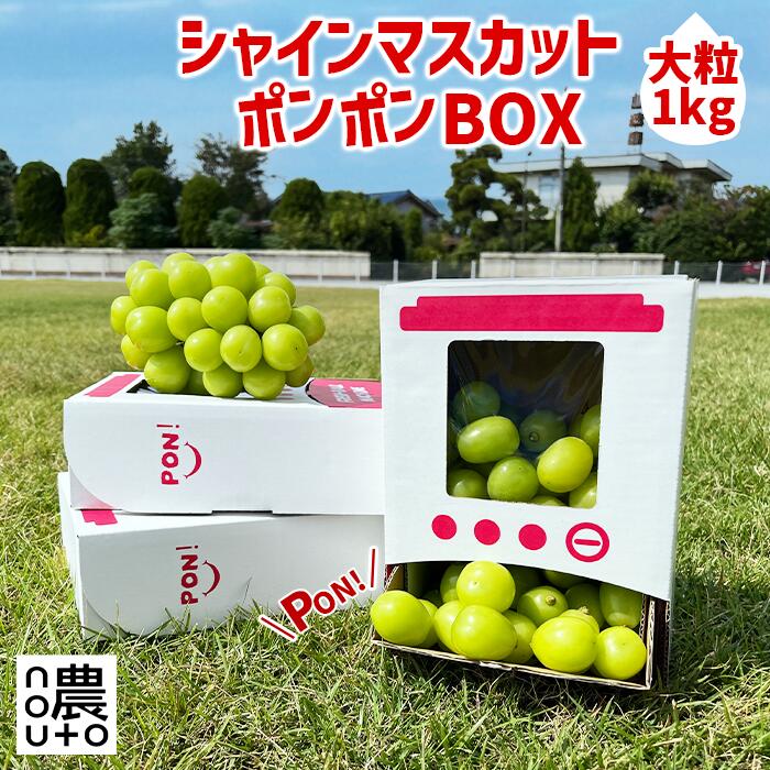 【2026年発送★先行予約】 シャインマスカット 「ポンポンBox 大粒2房分」 種なし ギフト 贈答 敬老の日 山梨産 笛吹市 フルーツ キッズ おもちゃ 楽天 人気 ランキング コスパ 数量限定 おすすめ 国産 人気 期間限定 ぶどう 葡萄 旬 果物 154-050