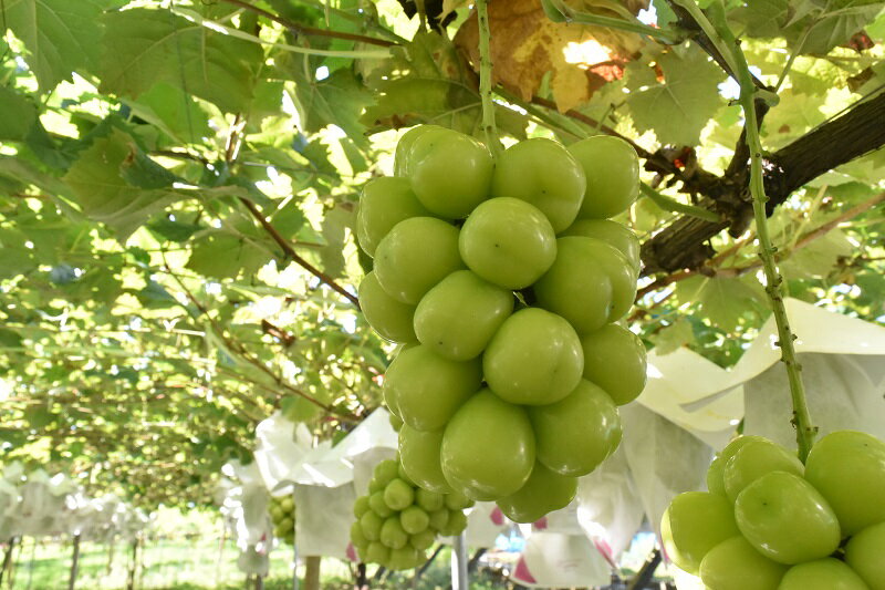 【ふるさと納税】＜25年発送＞【2026年発送★先行予約】 贅沢！特選シャインマスカット1.8kg（笛吹桃源） ★楽天限定★ ふるさと納税 笛吹市 国産 人気 期間限定 ぶどう ブドウ 葡萄 旬 果物 フルーツ 贈答 ギフト 化粧箱入り 山梨県 送料無料 157-008 サムネイル3