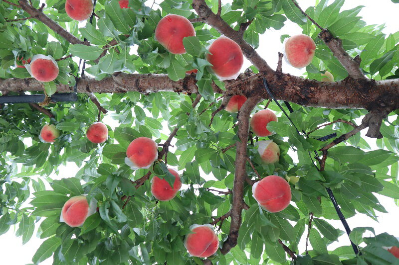 【ふるさと納税】【2026年発送★先行予約】大人気くだもの定期便全2回 ふるさと納税 シャインマスカット 桃 もも 笛吹市 国産 人気 期間限定 ぶどう ブドウ 葡萄 定期便 果物 フルーツ 山梨県 送料無料 157-011 サムネイル3