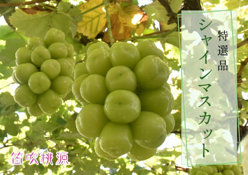 ＜25年発送＞【2026年発送★先行予約】 贅沢！特選シャインマスカット1.8kg（笛吹桃源） ★楽天限定★ ふるさと納税 笛吹市 国産 人気 期間限定 ぶどう ブドウ 葡萄 旬 果物 フルーツ 贈答 ギフト 化粧箱入り 山梨県 送料無料 157-008