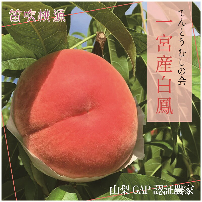 ＜25年発送先行予約＞＆【2026年発送★先行予約】一宮産桃【てんとうむしの会】白鳳1.8kg（笛吹桃源）　白鳳 ふるさと納税 もも 桃 笛吹市 国産 人気 期間限定 果物 フルーツ 旬 山梨県 送料無料 157-006