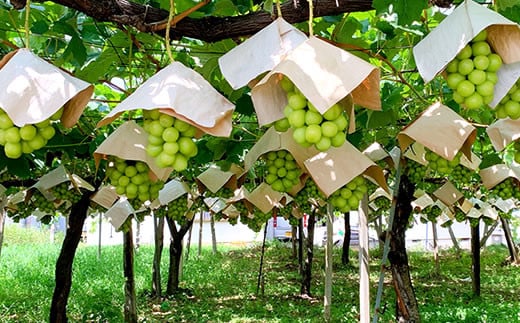 【ふるさと納税】＜2025年冬発送＞低温貯蔵シャインマスカット2房 1kg以上　ふるさと納税 おすすめ ランキング シャインマスカット 笛吹市 国産 人気 期間限定 ぶどう ブドウ 葡萄 旬 果物 フルーツ デザート 山梨県 送料無料 082-021 サムネイル2