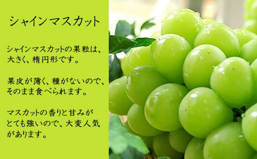 【ふるさと納税】【2026年発送★先行予約】厳選高級シャインマスカット1kg以上（2房） ふるさと納税 おすすめ ランキング シャインマスカット 笛吹市 国産 人気 期間限定 ぶどう ブドウ 葡萄 旬 果物 フルーツ デザート 山梨県 送料無料 082-011 - 画像3