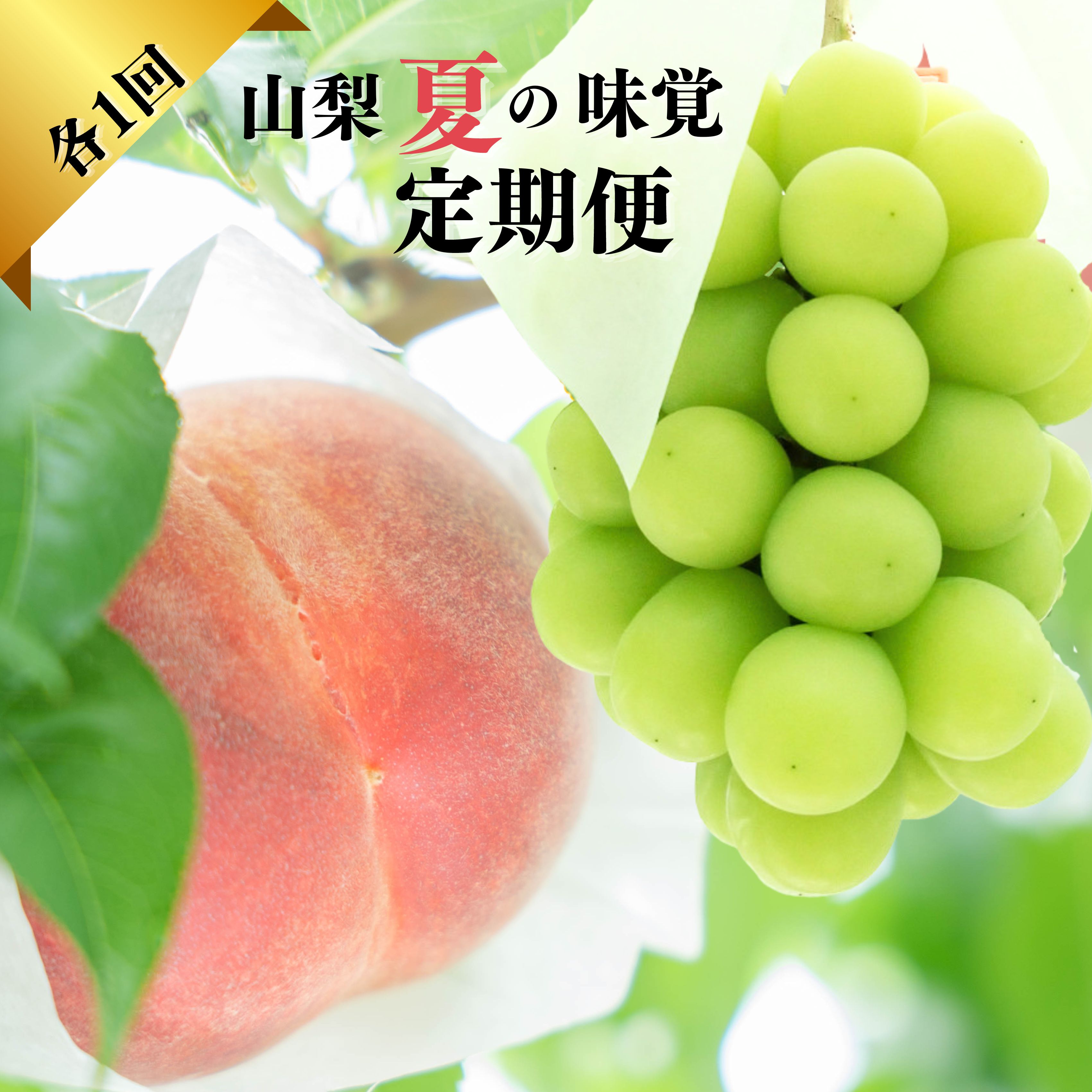 【2026年発送★先行予約】『山梨夏の味覚定期便』笛吹市産旬の桃とシャインマスカット各1回 ふるさと納税 シャインマスカット 人気 ぶどう ブドウ 葡萄 旬 もも 桃 笛吹市 国産 人気 期間限定 果物 フルーツ 旬 山梨県 送料無料 167-014