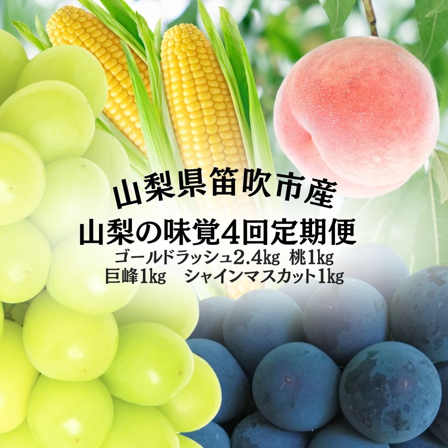 山梨の味覚定期便　全4回　ゴールドラッシュ　桃　巨峰　シャインマスカット ふるさと納税 フルーツ 定期便 とうもろこし ゴールドラッシュ 桃 巨峰 種なし巨峰 シャインマスカット 山梨県 笛吹市 送料無料 167-141
