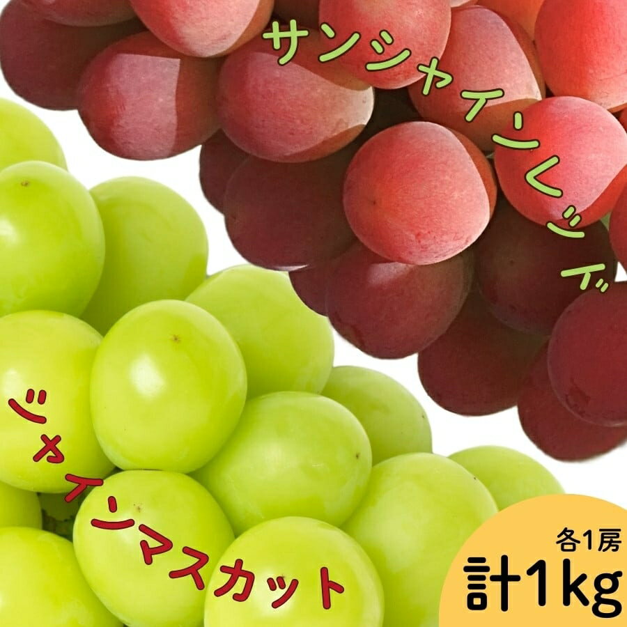 【2026年発送★先行予約】サンシャインレッド・シャインマスカット2房セット　1kg以上 ふるさと納税 笛吹市 国産 人気 期間限定 ぶどう ブドウ 葡萄 旬 果物 フルーツ 山梨県 送料無料 167-165