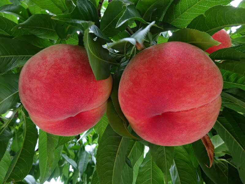 【ふるさと納税】＜25年発送先行予約＞&【2026年発送★先行予約】桃の一大産地！笛吹市産旬の桃3kg ふるさと納税 もも 桃 笛吹市 国産 人気 期間限定 果物 フルーツ 旬 山梨県 送料無料 167-011 サムネイル2