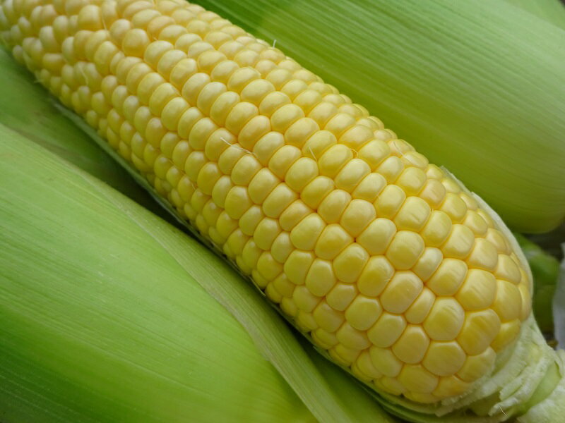 【ふるさと納税】【2026年発送★先行予約】笛吹市八代産とうもろこし「ゴールドラッシュ」2.4kg ふるさと納税 ゴールドラッシュ トウモロコシ コーン 蒸し 焼き 野菜 山梨県 笛吹市 八代 送料無料 167-003 - 画像3