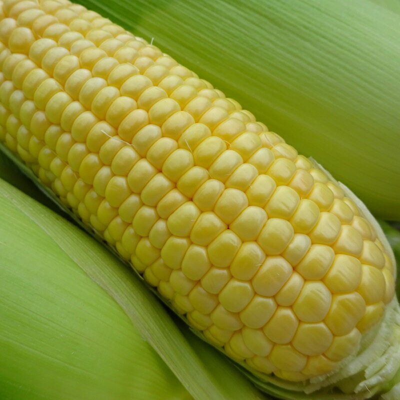 【ふるさと納税】山梨の味覚定期便　全4回　ゴールドラッシュ　桃　巨峰　シャインマスカット ふるさと納税 フルーツ 定期便 とうもろこし ゴールドラッシュ 桃 巨峰 種なし巨峰 シャインマスカット 山梨県 笛吹市 送料無料 167-141 サムネイル3