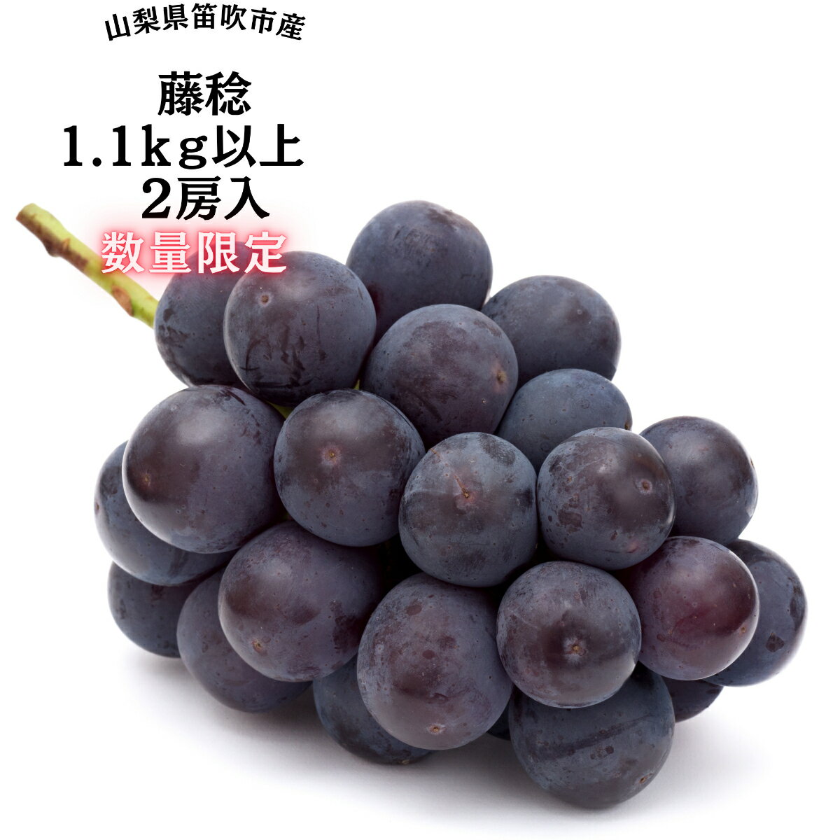【2026年発送★先行予約】『数量限定』一大産地笛吹市御坂町の藤稔1.1kg2房入 ふるさと納税 藤稔 笛吹市 国産 人気 期間限定 ぶどう ブドウ 葡萄 旬 果物 フルーツ 山梨県 送料無料 167-005