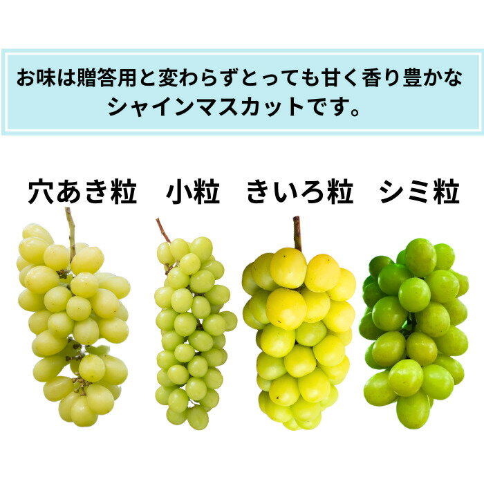 【ふるさと納税】【2026年発送★先行予約】【ご家庭用に】笛吹市産『訳ありシャインマスカット』1.5kg ふるさと納税 シャインマスカット 笛吹市 国産 人気 期間限定 ぶどう ブドウ 葡萄 旬 果物 フルーツ 山梨県 送料無料 167-013 - 画像2