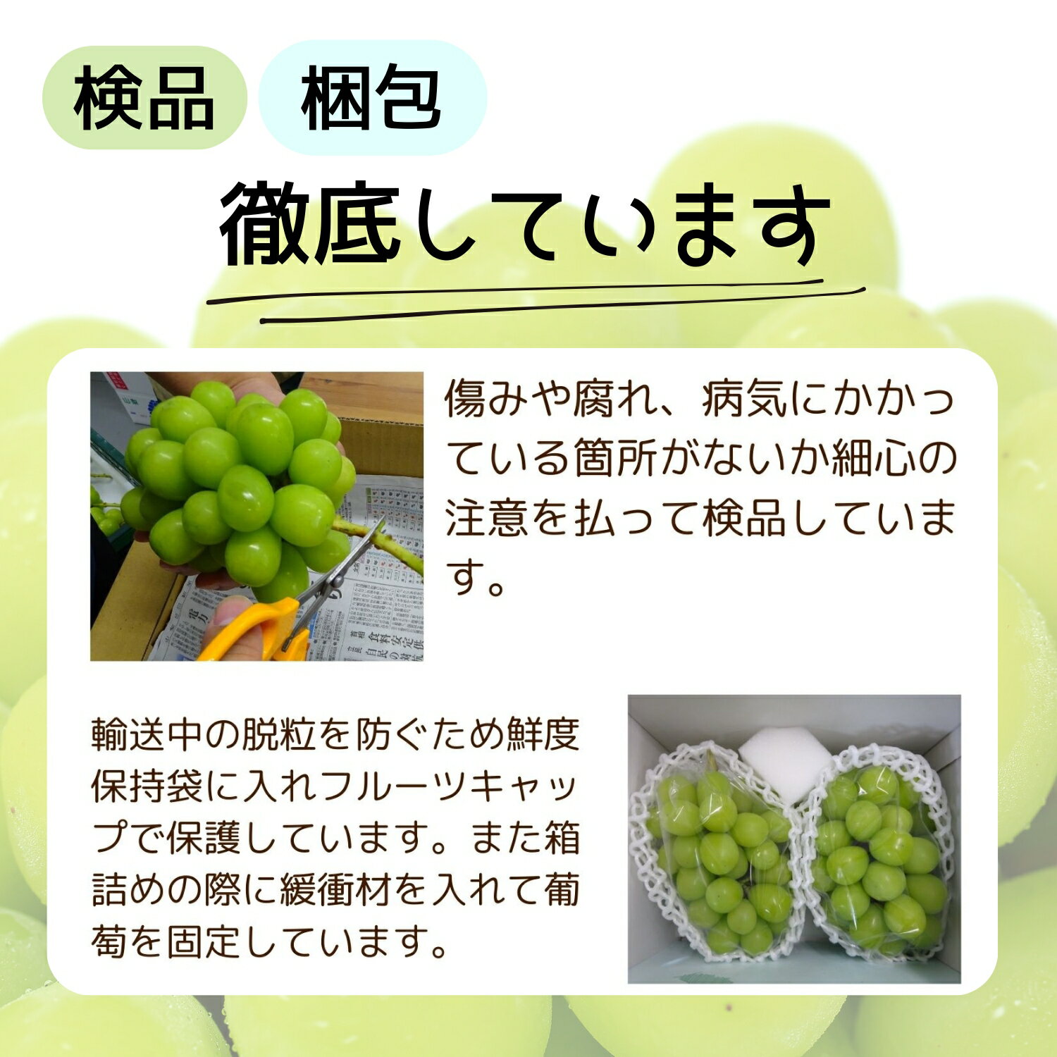 【ふるさと納税】【2026年発送★先行予約】葡萄の一大産地！笛吹市産シャインマスカット ふるさと納税 シャインマスカット 笛吹市 国産 人気 期間限定 ぶどう ブドウ 葡萄 旬 果物 フルーツ 山梨県 送料無料 167-002 - 画像3