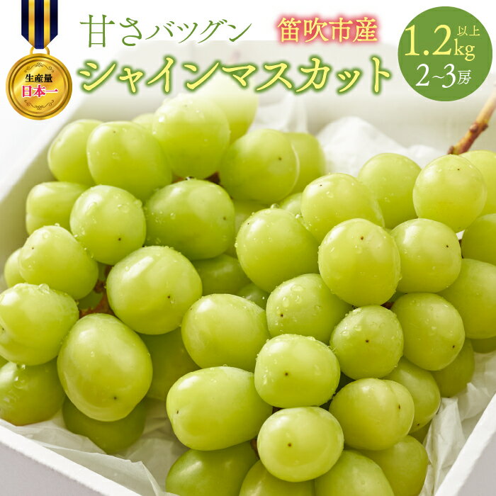 【2026年発送★先行予約】甘さ抜群プリプリ　シャインマスカット　2〜3房　1.2kg以上 ふるさと納税 シャインマスカット 笛吹市 国産 人気 期間限定 ぶどう ブドウ 葡萄 旬 果物 フルーツ 山梨県 送料無料 168-001