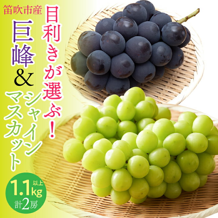 【2026年発送★先行予約】 目利きが選ぶ！笛吹産巨峰・シャインマスカット　1.1kg以上（各1房 計2房入り） ふるさと納税 笛吹市 国産 人気 期間限定 旬 果物 フルーツ 山梨県 送料無料 168-102