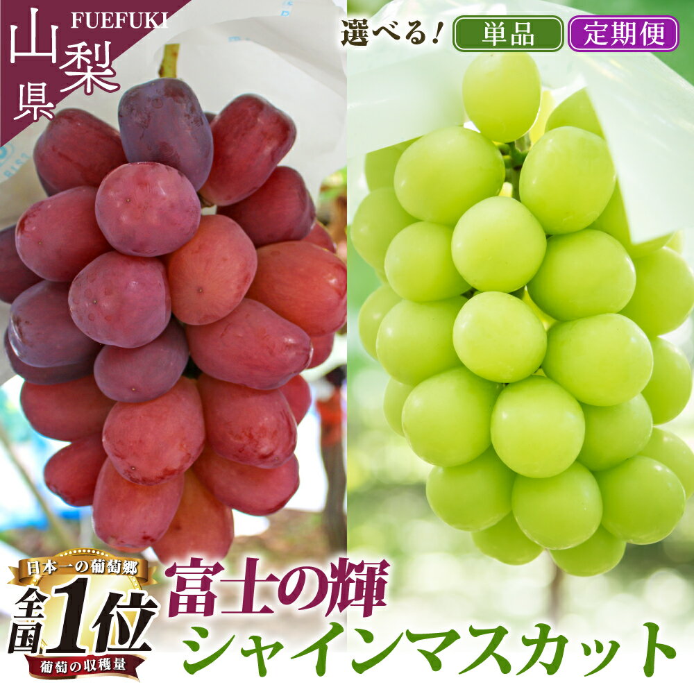 【2026年発送★先行予約】 選べるフルーツ定期便 単品 「シャインマスカット・富士の輝」1回or2回 (沖縄・離島配送不可)期間限定 シャインマスカット ぶどう 人気 贈答 ギフト 中元 お盆 旬 果物 山梨県 笛吹市 リピート 高評価 送料無料 180-011/001/012
