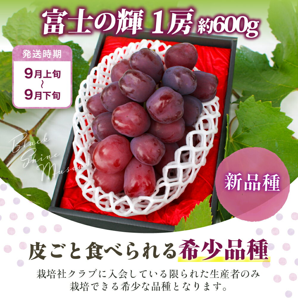 【ふるさと納税】【2026年発送★先行予約】 選べるフルーツ定期便 単品 「シャインマスカット・富士の輝」1回or2回 (沖縄・離島配送不可)期間限定 シャインマスカット ぶどう 人気 贈答 ギフト 中元 お盆 旬 果物 山梨県 笛吹市 リピート 高評価 送料無料 180-011/001/012 サムネイル3