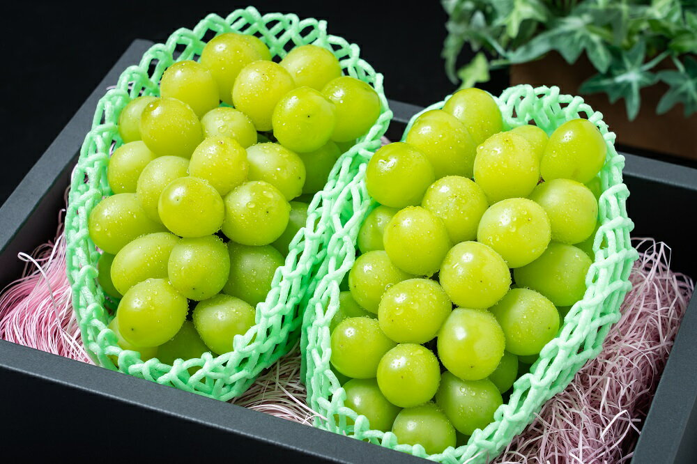 クリスマスシャインマスカット2房　1.3kg以上ふるさと納税 シャインマスカット 笛吹市 国産 人気 期間限定 ぶどう ブドウ 葡萄 贈り物 ギフト プレゼント クリスマスシャイン 果物 フルーツ 191-001※沖縄県・離島への発送不可