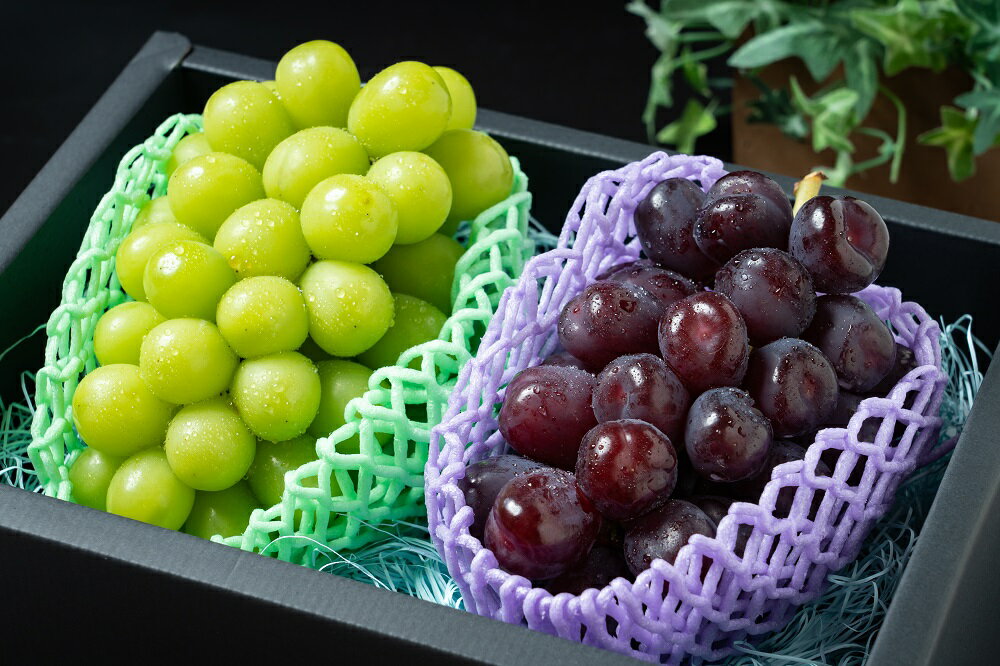 クリスマスシャインマスカット2房(シャインマスカット、富士の輝セット)1.3kg以上 　ふるさと納税 笛吹市 国産 人気 期間限定 ブドウ 葡萄 贈り物 ギフト クリスマス 果物 フルーツ 191-002※沖縄県・離島への発送不可