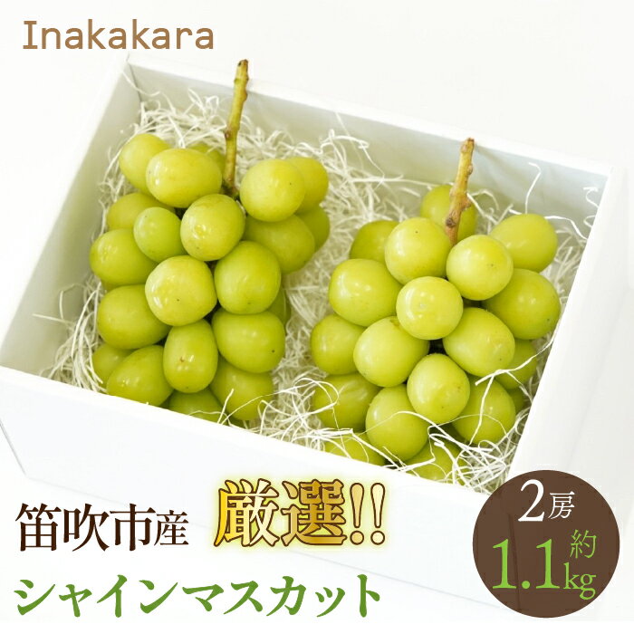 【2026年発送★先行予約】 Inakakara厳選！笛吹市産シャインマスカット2房（約1.0~1.1kg） ふるさと納税 おすすめ ランキング シャインマスカット 笛吹市 国産 人気 期間限定 ぶどう ブドウ 葡萄 旬 果物 フルーツ 山梨県 送料無料 192-015
