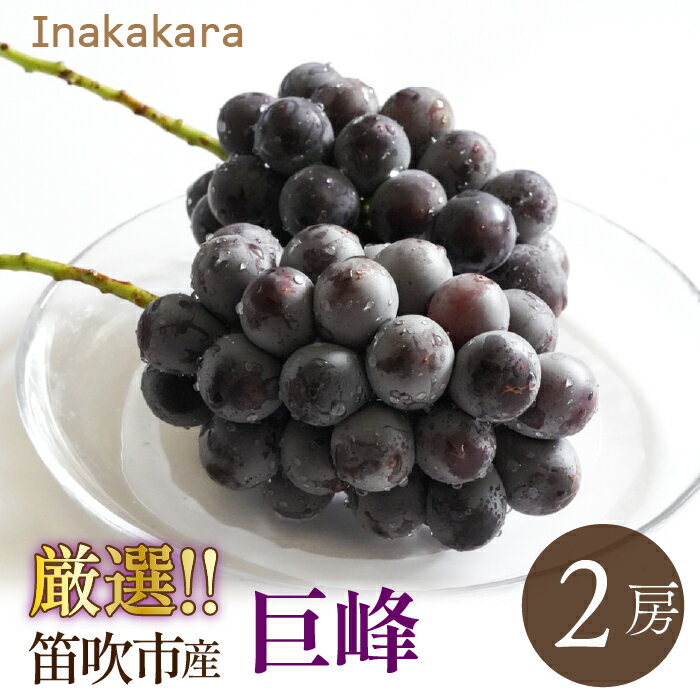 【2026年発送★先行予約】巨峰2房(1~1.2kg) ふるさと納税 おすすめ ランキング 巨峰 笛吹市 国産 人気 期間限定 ぶどう ブドウ 葡萄 旬 果物 フルーツ 山梨県 送料無料 192-028