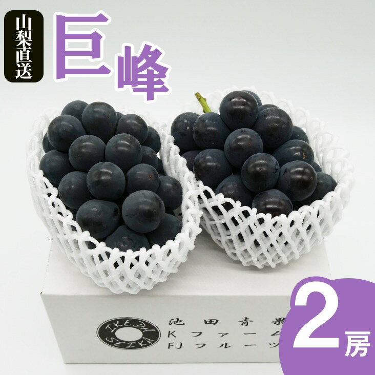 【2026年発送★先行予約】厳選!! 池田青果の巨峰　1.0kg　2房 ふるさと納税 巨峰 笛吹市 国産 人気 期間限定 ぶどう ブドウ 葡萄 果物 フルーツ 173-003