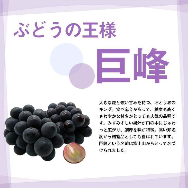 【ふるさと納税】【2026年発送★先行予約】厳選!! 池田青果の巨峰　1.0kg　2房 ふるさと納税 巨峰 笛吹市 国産 人気 期間限定 ぶどう ブドウ 葡萄 果物 フルーツ 173-003 - 画像2