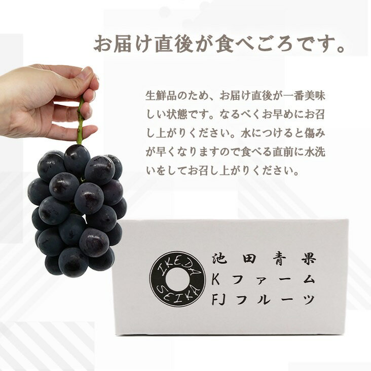 【ふるさと納税】 【2026年発送★先行予約】厳選!! 池田青果のピオーネ　1.0kg　2房(沖縄・離島配送不可) 期間限定 ランキング ぶどう 葡萄 おすすめ 贈答 ギフト 中元 お盆 帰省 旬 果物 フルーツ 山梨 笛吹市 高評価 黒い真珠 高級 送料無料 173-008 - 画像3