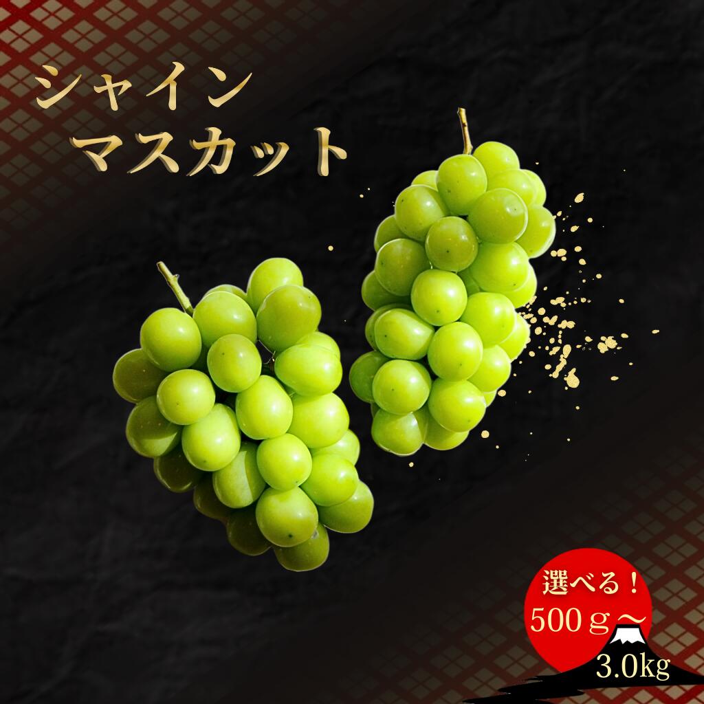＜25年発送＞【2026年発送★先行予約】笛吹市産厳選シャインマスカット 【選べる容量500gから】 フルーツ大国！山梨県笛吹市より産地直送 ふるさと納税 おすすめ ランキング 笛吹市 国産 ブドウ 葡萄 旬 果物 山梨県 送料無料 209-003 OUTTA REACH JAPAN