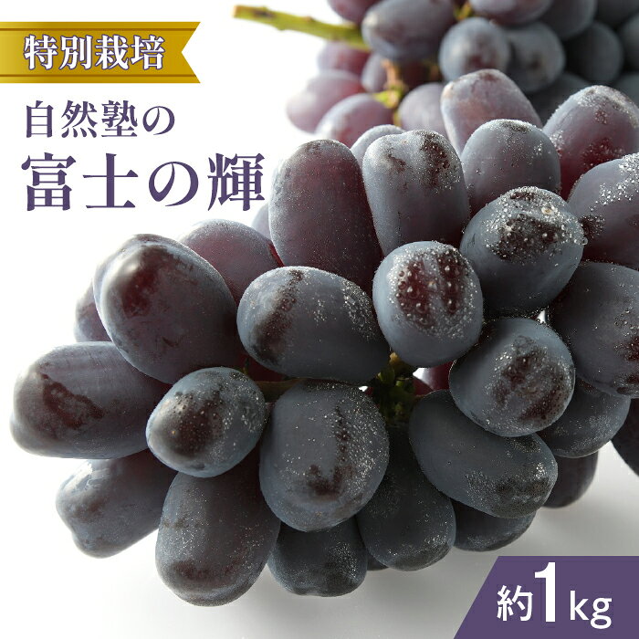 【2026年発送★先行予約】『特別栽培』自然塾の富士の輝1kg ふるさと納税 おすすめ ランキング 富士の輝 笛吹市 国産 人気 ぶどう ブドウ 葡萄 旬 果物 フルーツ 山梨県 送料無料 207-003