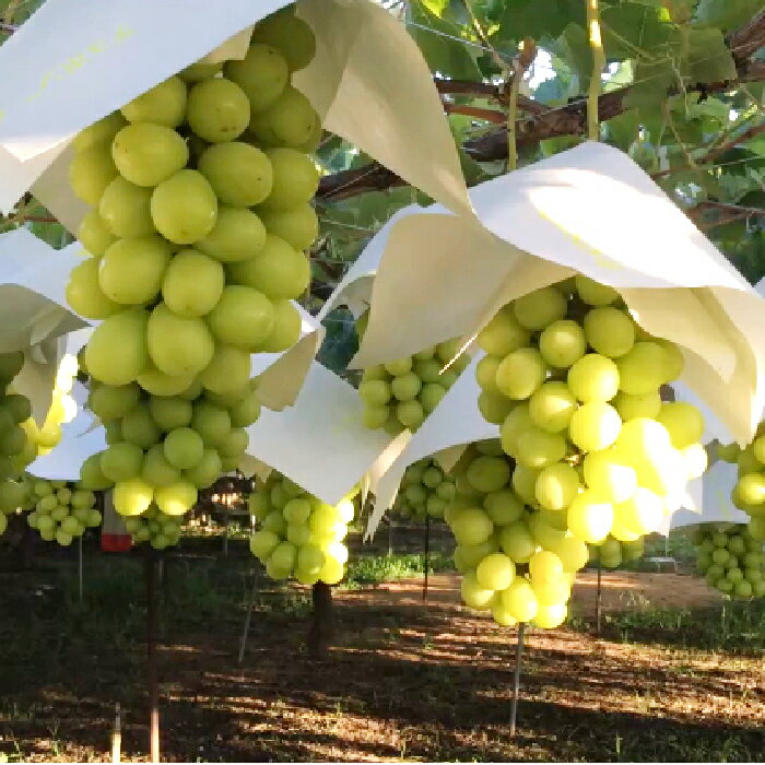 【ふるさと納税】【2026年発送★先行予約】シャインマスカット約1kg（2-3房入） ふるさと納税 おすすめ ランキング シャインマスカット 笛吹市 国産 人気 期間限定 ぶどう ブドウ 葡萄 旬 果物 フルーツ デザート 山梨県 送料無料 214-004 サムネイル3