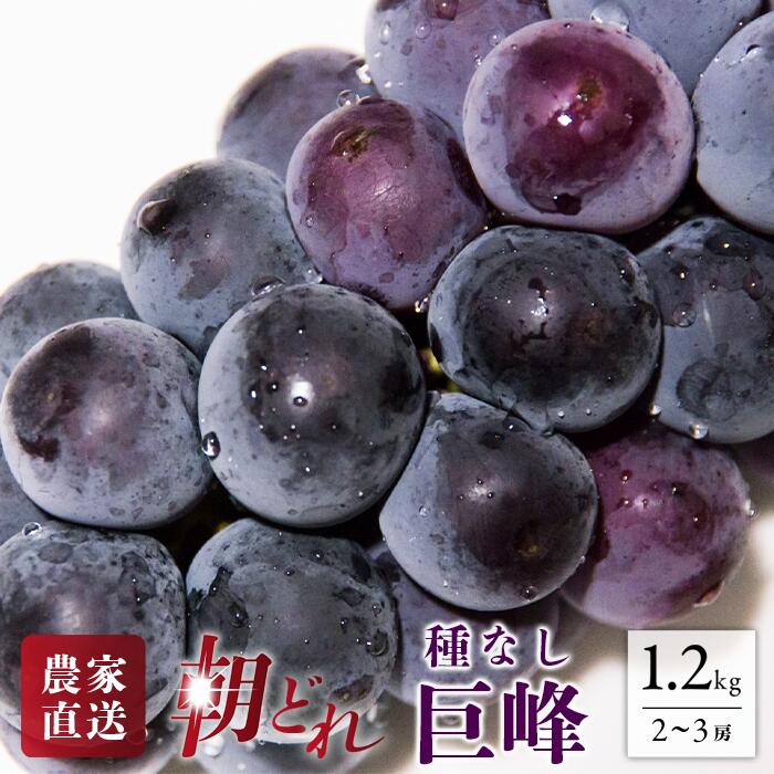 【2026年発送★先行予約】 巨峰 2〜3房 約1.2kg 154-026 | フルーツ 果物 高評価 人気 ランキング おすすめ 甘い 美味しい デザート 数量限定 送料無料 山梨県産 笛吹市 ぶどう 「販売」 KEIPE株式会社